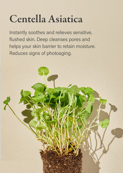 mixsoon Soondy Centella Asiatica Essence 100ml